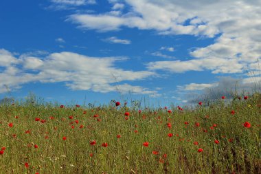 Güneşli bir günde mavi bulutlu bir gökyüzünün altında yeşil bir haşhaş tarlası manzarası.