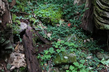 Ormanda çimlerle çevrili düşmüş bir orman manzarası.