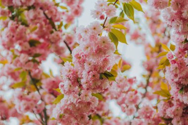 Pembe kiraz çiçeğinin güzelliği
