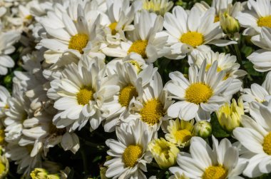 Gün ışığında güzel papatyaların yakın plan çekimi.