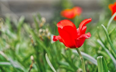 Arka planı bulanık, çimlerde kırmızı bir lale.