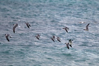 Deniz sularının üzerinde güzel bir martı manzarası uçuyor.