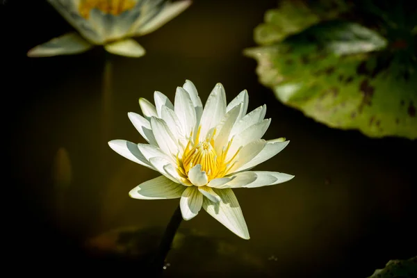 Ένα Κοντινό Πλάνο Ενός Ανθισμένου Λευκού Λουλουδιού Κρίνου — Φωτογραφία Αρχείου