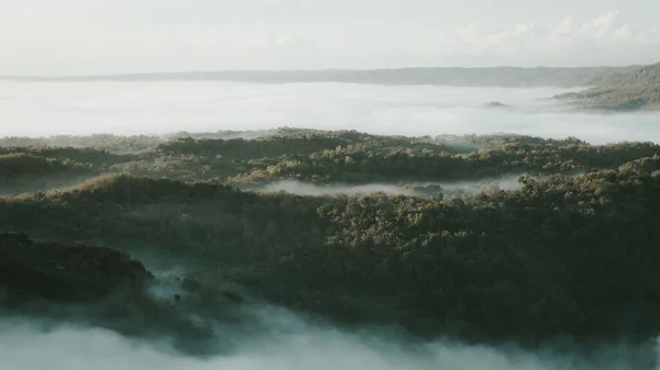 Прекрасний Вид Щільні Дерева Туманному Лісі — стокове фото