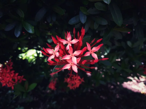 Bahçede Yetişen Güzel Kırmızı Sardunya Çiçekleri — Stok fotoğraf