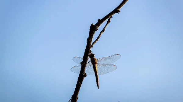 一只蜻蜓在一棵树上拍的特写镜头 背景是晴朗的天空 — 图库照片