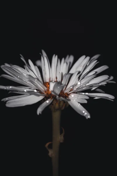 Vertical Shot Water Drops Chamomile Flower Black Background — Stock Photo, Image