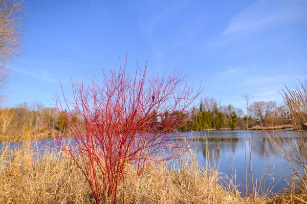 Ein Roter Hartriegelbusch Vor Einem Fluss Einer Natürlichen Umgebung Während — Stockfoto