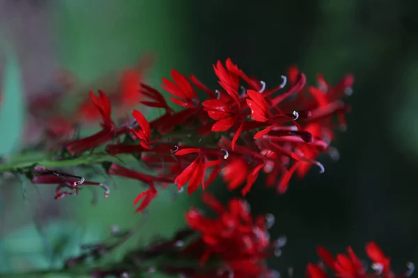 Vertikální Záběr Kvetoucí Červené Lobelia Květiny Izolované Zeleném Přírodním Pozadí — Stock fotografie