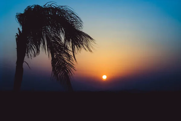 Scenic View Sunrise Palm Tree Egypt — Stock Photo, Image