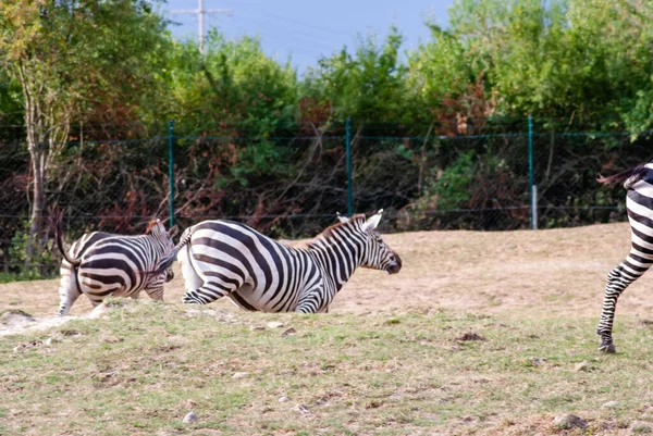 動物園を走るシマウマの群れ — ストック写真