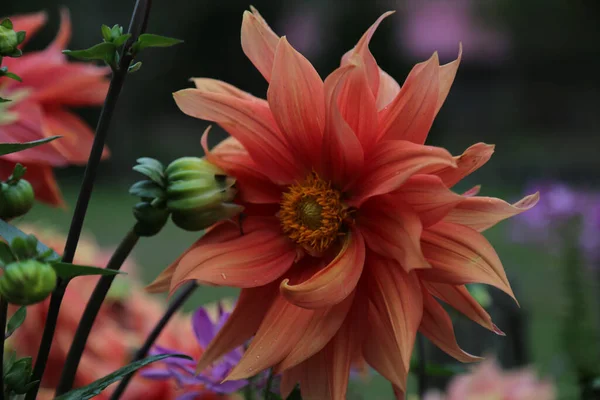 Een Dichtbij Shot Van Een Prachtige Dahlia Bloeiende Tuin — Stockfoto