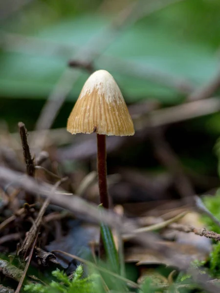 Gros Plan Vertical Champignon Sauvage Sur Fond Flou — Photo