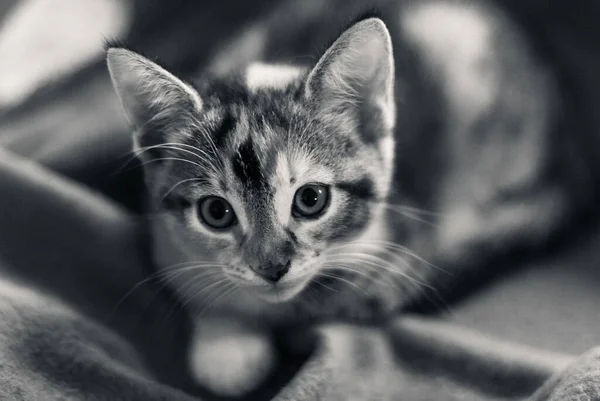 Kameraya Bakan Sevimli Bir Kedi Yavrusunun Gri Tonlu Görüntüsü — Stok fotoğraf
