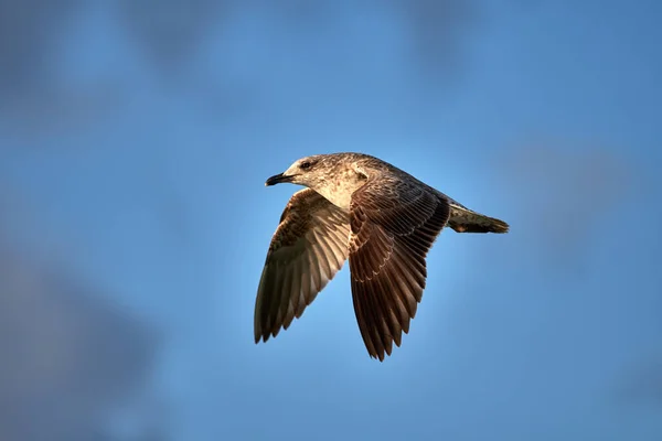 Mise Point Sélective Oiseau Mouette Volant Dans Ciel Bleu — Photo