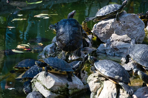 湖の岩の上に愛らしい水のカメのグループ — ストック写真