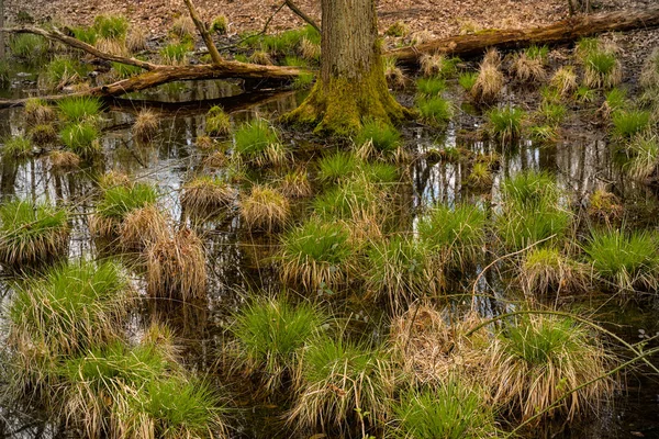 沼に生えているいくつかの草の低木のクローズアップショット — ストック写真