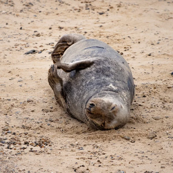 Eine Vertikale Aufnahme Einer Entzückenden Kegelrobbe Halichoerus Grypus Die Auf — Stockfoto