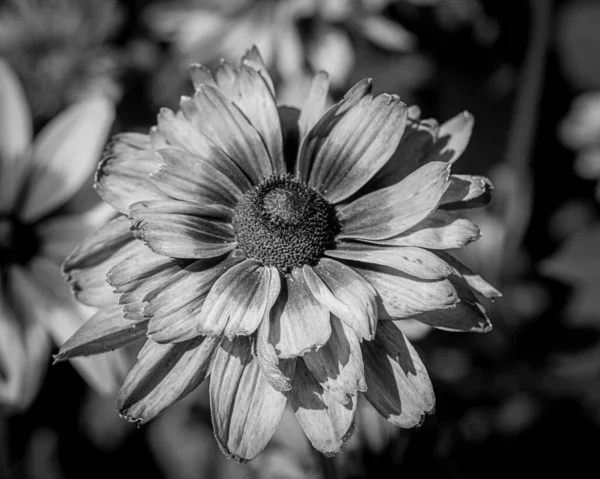 アメリカ合衆国ニューブランズウィック州ラトガーズ ガーデンズの黒い目のスーザンの花のグレースケールショット — ストック写真