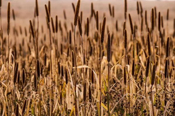 Eine Nahaufnahme Von Weizen Auf Dem Feld Einem Sonnigen Tag — Stockfoto