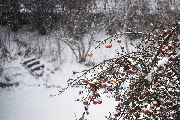 Een Appelboom Een Bladloze Tak Groeiend Het Woud Bij Besneeuwd — Stockfoto