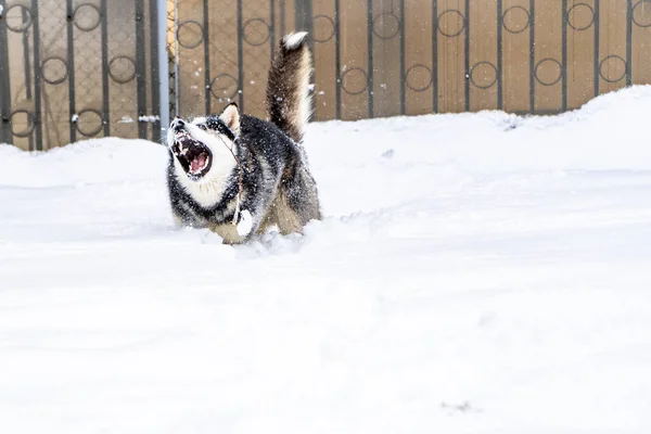 Uma Vista Husky Com Boca Aberta Chão Nevado — Fotografia de Stock