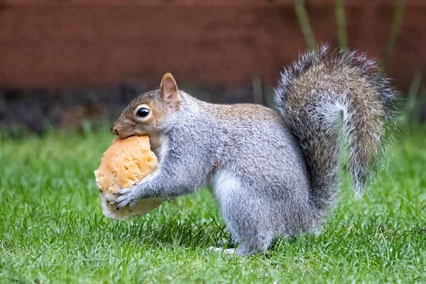 Esquilo Cinzento Comendo Uma Paz Pão Ficando Grama Fundo Embaçado — Fotografia de Stock