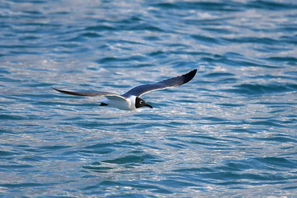 一只黑头海鸥在海面上盘旋的壮丽特写 — 图库照片