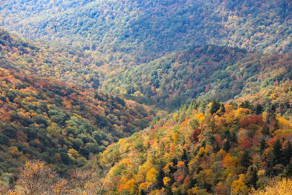 Una Vista Aerea Una Bellissima Foresta Vicino Alle Montagne — Foto Stock