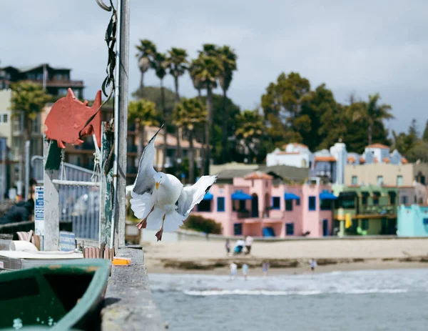 Shallow Focus Shot Cheeky Seagull Flying Colorful Houses Trees Background — Stock Photo, Image
