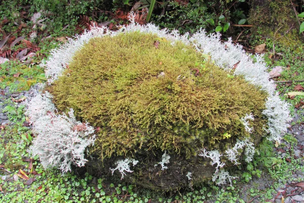 Closeup Thuja Occidentalis Golden Tuffet White Foliage Sides — Stock Photo, Image