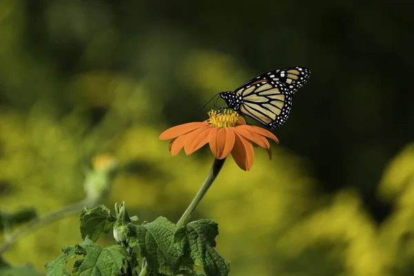 Macro Beautiful Monarch Butterfly Sitting Flower Blurry Background — Stock Photo, Image
