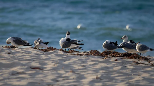 海鸥在海岸上的选择性集中拍摄 — 图库照片