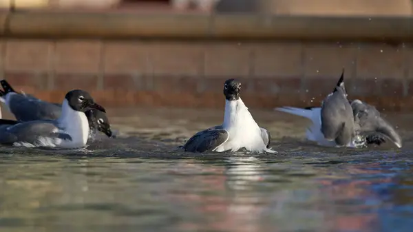 湖の水の中で泳いでいるカモメの選択的なフォーカスショット — ストック写真