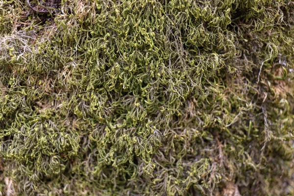 Tiro Perto Uma Árvore Caída Coberta Musgo — Fotografia de Stock