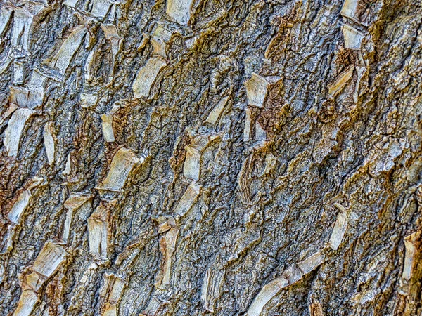 Closeup Shot Bark Texture Daylight — Stock Photo, Image