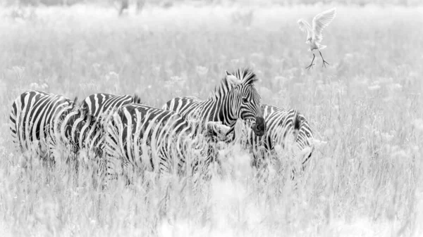 Herd Zebra Grazing Grassland Africa — Stock Photo, Image
