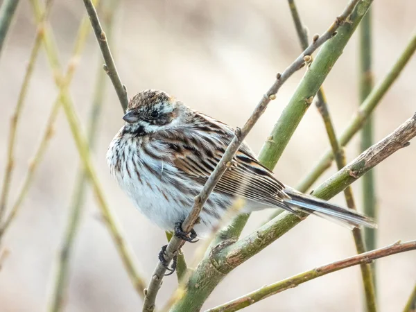 Den Vanliga Vassfågeln Emberiza Schoeniclus — Stockfoto