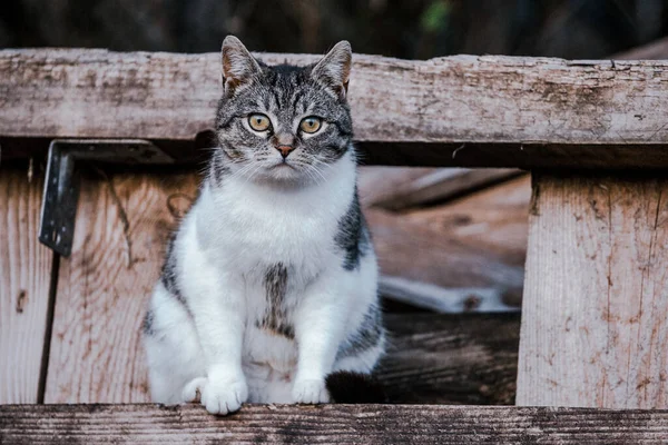 Egy Közelkép Egy Fán Ülő Macskáról — Stock Fotó