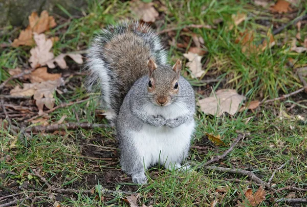 Closeup Shot Gray Squirrel Essex — Stock Photo, Image
