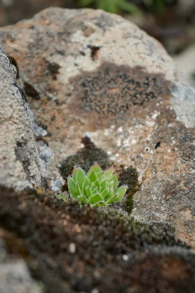 Disparo Vertical Una Pequeña Planta Suculenta Que Crece Una Roca —  Fotos de Stock