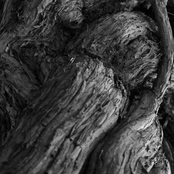 Plan Rapproché Une Vieille Texture Tronc Arbre — Photo