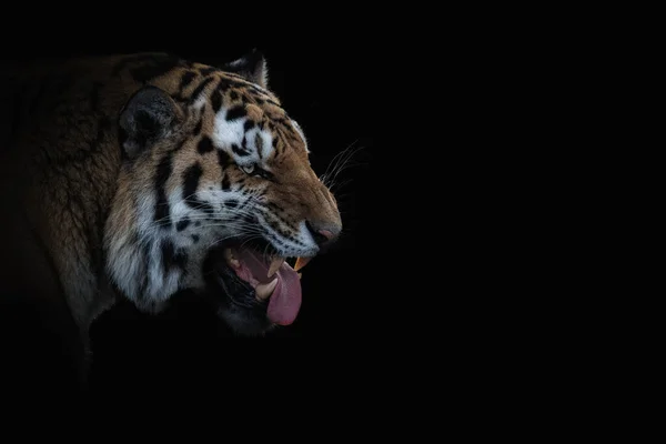 Μια Γραφική Φωτογραφία Μιας Τίγρης Της Σιβηρίας Σφυρίζει Και Βγαίνει — Φωτογραφία Αρχείου