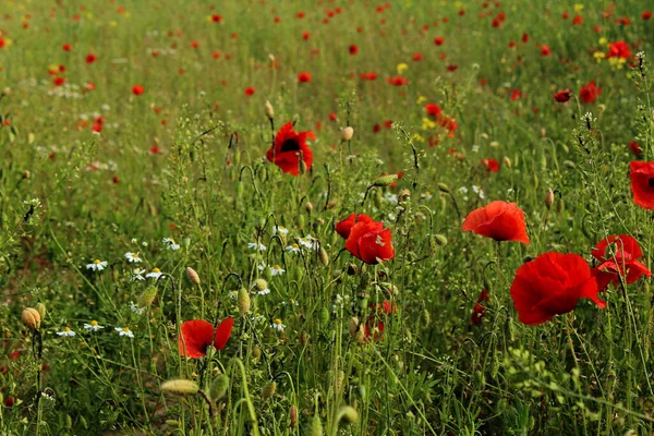 Een Closeup Van Een Groen Veld Van Rode Klaprozen Lucht — Stockfoto