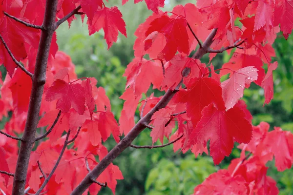 Feuilles Érable Rouge Automne Sur Fond Foli Vert — Photo