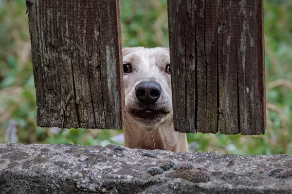 在木制栅栏后面的白色狗的特写镜头 — 图库照片