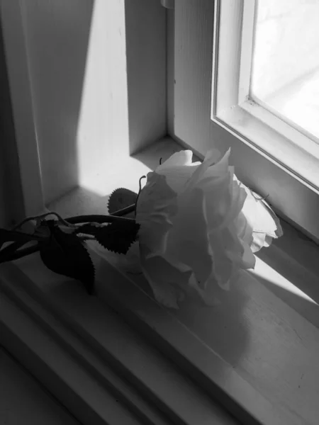 A closeup of a white rose in a room