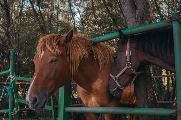 Una Vista Cavalli Marroni Coccole Scuderia Cavallo Sullo Sfondo Alberi — Foto Stock