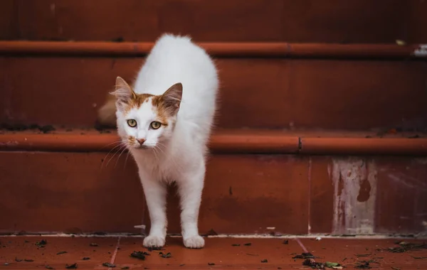 Gato Salvaje Blanco Lindo Las Escaleras Sucias Una Entrada Edificio — Foto de Stock