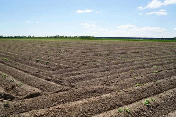 Ein Schöner Blick Auf Ein Feld Mit Erde — Stockfoto